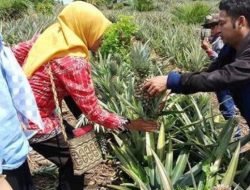 Potensi Unggul Pertanian Kutim, Komoditi Nanas Mampu Ekspor ke Luar Negeri