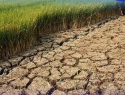 Antisipasi Dampak El Nino, DPTPH Dorong Para Petani Percepat Lakukan Penanaman Bibit