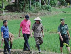 Gubernur Kaltim Isran Noor Lakukan Penanaman Padi Seribu Hektar Secara Simbolis di Kukar