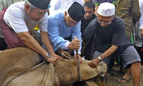 Hewan Kurban Harus Disembelih dengan Syarat dan Tata Cara