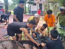 Sembelih 10 Ekor Sapi, Wakil Bupati Kutim Kasmidi Bulang Bagikan 670 Paket Daging Kurban