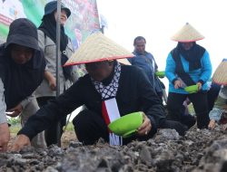 Perhatian ke Sektor Pertanian, Pemkab Kutim Bantu Petani Tanam Bawang Merah yang Bersumber dari APBD