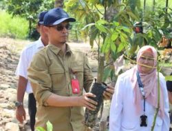 Disbun Kaltim Berikan Bantuan Sektor Pertanian Bibit Karet ke Kelompok Tani Harapan di Desa Handil Anggana